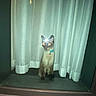 Luh Twanah joined the competition — help win amazing prizes! cat, curtains, indoor, night, flash, glowing_eyes, pet, animal, collar, window, dark, reflection, feline, sitting, shadow, house, room, domestic, mystical, curtain