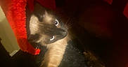 Luh Twanah is registered to the contest to win money with this photo: cat, siamese_cat, animal, pet, indoor, cozy, red, knitted, fabric, blue_eyes, fur, resting, dark, shadow, closeup, cute, feline, whiskers, soft, comfort