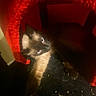 cat, siamese_cat, animal, pet, indoor, cozy, red, knitted, fabric, blue_eyes, fur, resting, dark, shadow, closeup, cute, feline, whiskers, soft, comfort