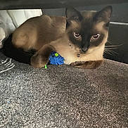 Luh Twanah is registered to the contest to win money with this photo: cat, siamese_cat, pet, animal, carpet, toy, blue_toy, indoor, furniture, floor, whiskers, ears, fur, collar, curious, resting, playing, eyes, paw, small