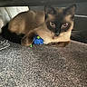 cat, siamese_cat, pet, animal, carpet, toy, blue_toy, indoor, furniture, floor, whiskers, ears, fur, collar, curious, resting, playing, eyes, paw, small