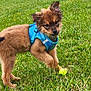 Aloha participe au concours pour gagner de l'argent avec cette photo : puppy, dog, grass, blue_harness, yellow_ball, playful, outdoor, greenery, pet, cute, young_dog, animal, fur, nature, small_dog, summer, walk, grass_field, canine, play