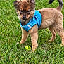 Aloha a rejoint le concours — aidez-le/la à gagner de superbes lots ! puppy, dog, grass, blue_harness, ball, outdoor, pet, animal, fur, cute, playful, young_dog, canine, nature, green, small_dog, alert, standing, daylight, toy