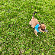 Aloha participe au concours pour gagner de l'argent avec cette photo : puppy, dog, grass, greenery, outdoor, animal, pet, playing, ball, harness, cute, small, young, active, field, nature, fur, running, canine, happy