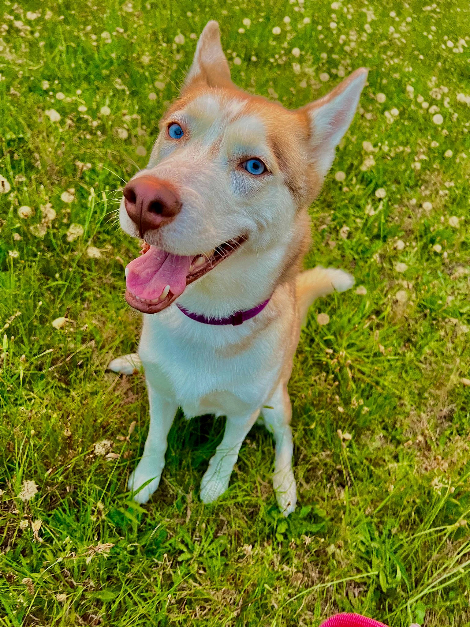 Snow is registered to the contest to win money with this photo: canidae, carnivore, collar, companion_dog, dog, dog_breed, dog_collar, fang, fashion_accessory, fawn, grass, grassland, groundcover, plant, snout, sporting_group, tail, terrestrial_animal, whiskers, working_animal