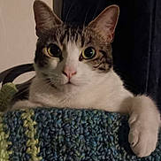 Lily joined the competition — help win amazing prizes! animal, blanket, cat, closeup, cozy, curious, cute, domestic, ears, feline, home, indoor, looking, paw, pet, portrait, relaxed, soft, texture, whiskers
