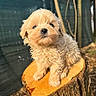 adorable, animal, brown, closeup, curious, cute, daylight, dog, fluffy, fur, nature, outdoor, pet, portrait, puppy, small, soft, sunlight, tree_stump, young