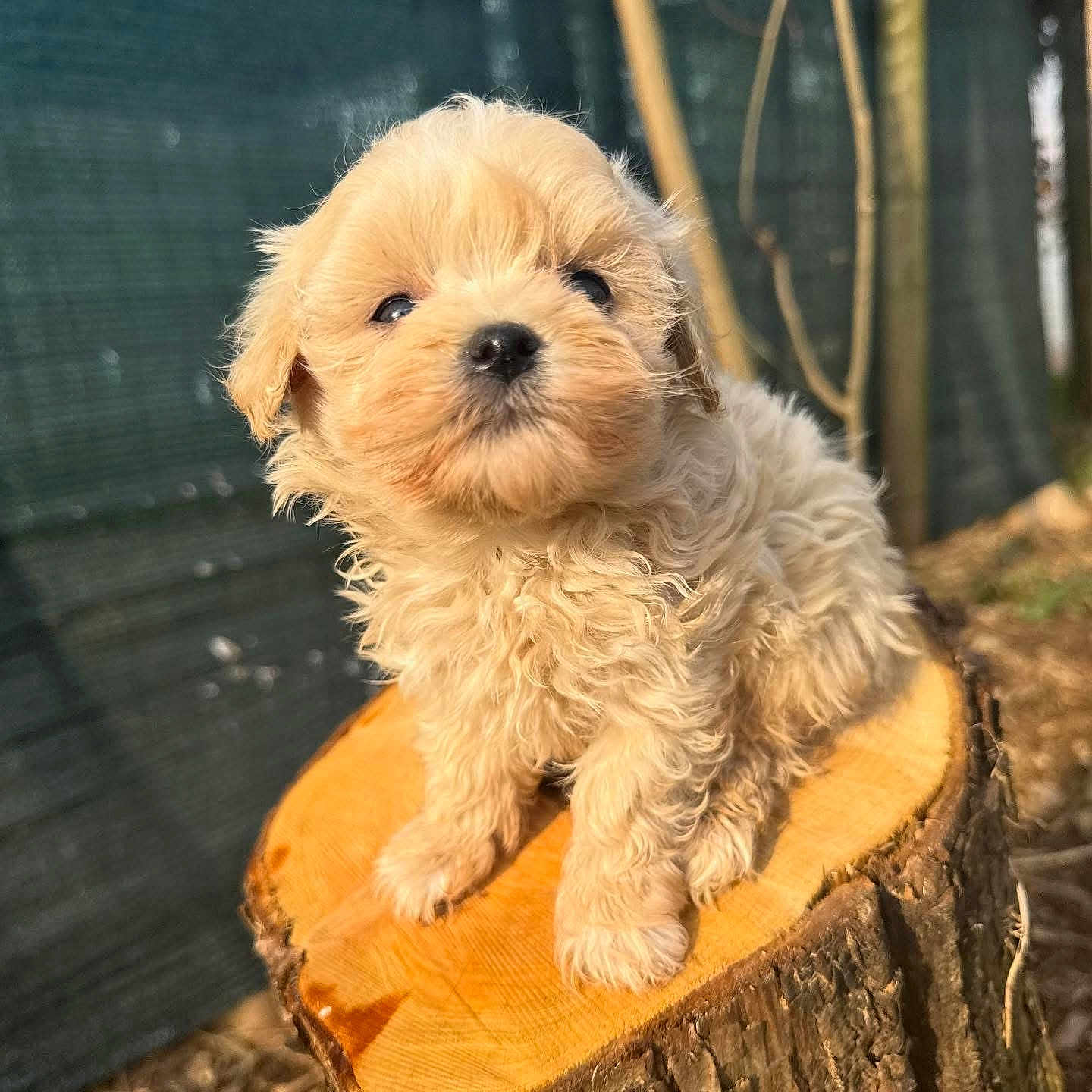 Ulysse a rejoint le concours — aidez-le/la à gagner de superbes lots ! adorable, animal, brown, closeup, curious, cute, daylight, dog, fluffy, fur, nature, outdoor, pet, portrait, puppy, small, soft, sunlight, tree_stump, young