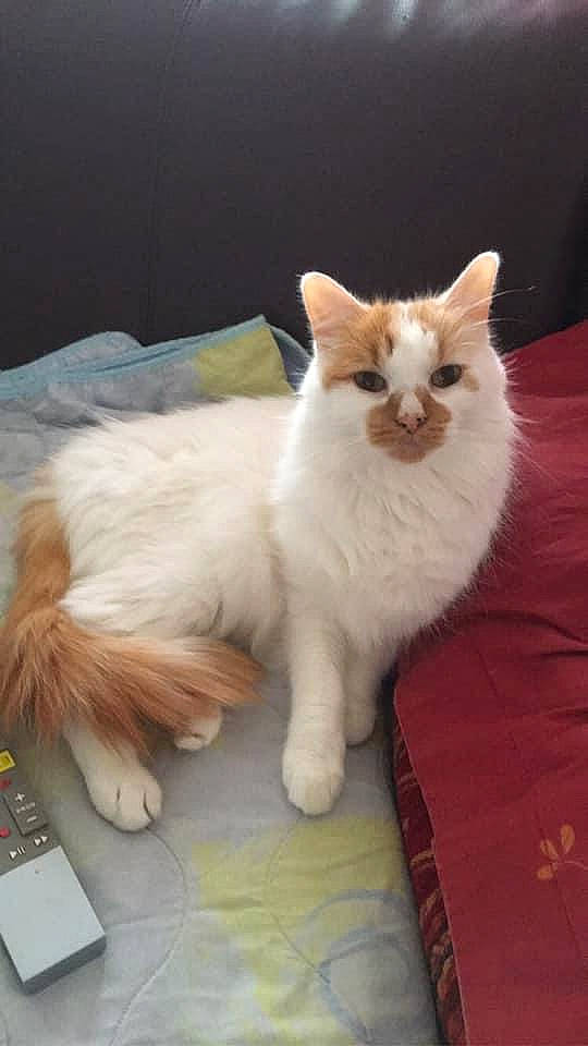 Cristal a rejoint le concours — aidez-le/la à gagner de superbes lots ! carnivore, cat, claw, comfort, companion_dog, domestic_short_haired_cat, fawn, felidae, fur, paw, small_to_medium_sized_cats, snout, tail, terrestrial_animal, whiskers