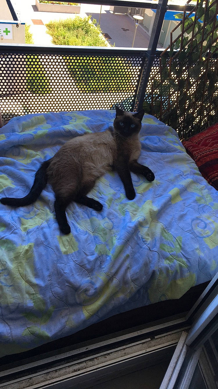 Féline participe au concours pour gagner de l'argent avec cette photo : black_cat, canidae, carnivore, cat, comfort, dog_breed, domestic_short_haired_cat, fawn, felidae, hood, linens, plant, small_to_medium_sized_cats, snout, sporting_group, tail, terrestrial_animal, whiskers, windscreen_wiper, windshield