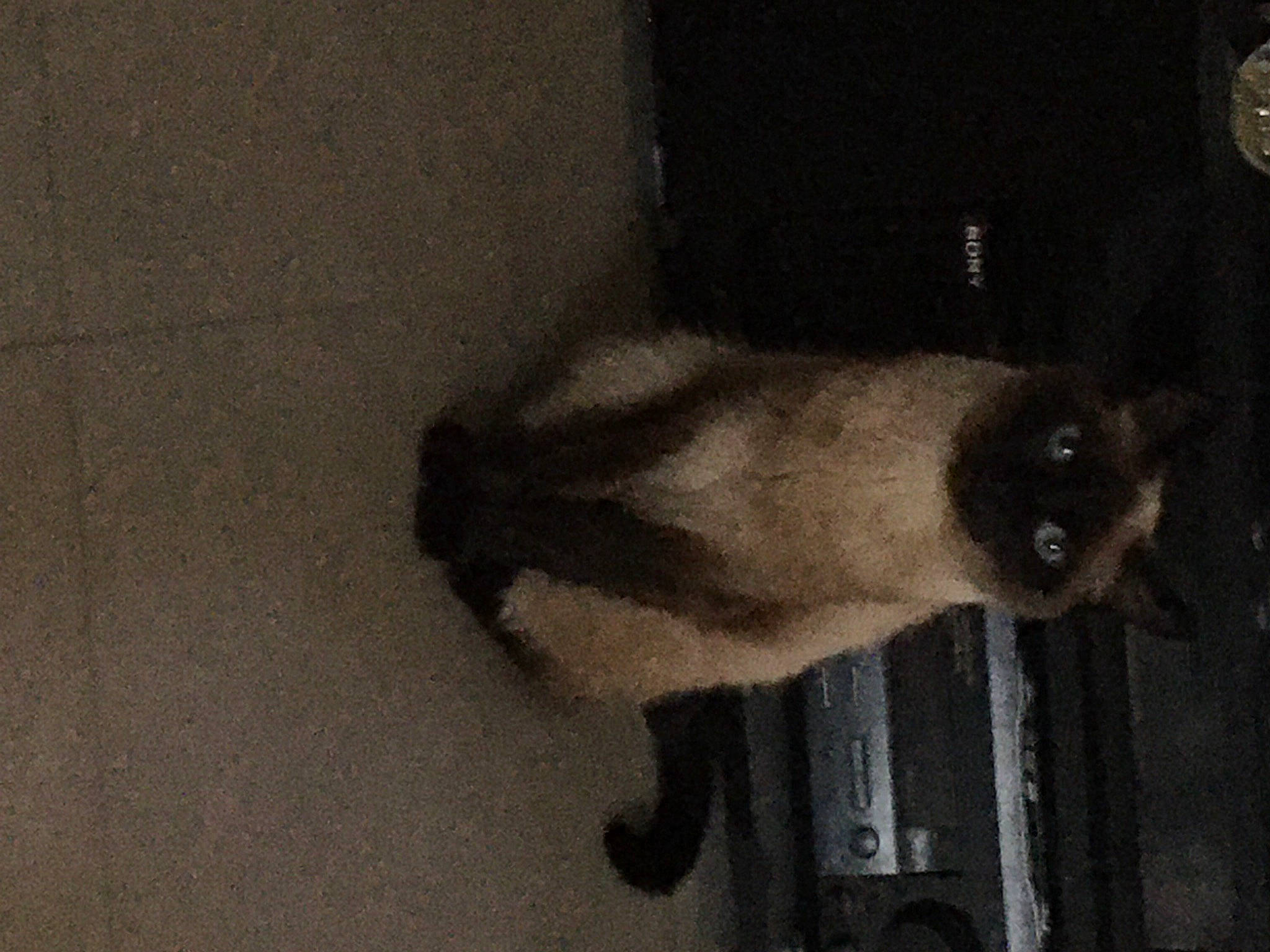 Féline participe au concours pour gagner de l'argent avec cette photo : carnivore, cat, fawn, felidae, flooring, gas, grey, shadow, siamese, snout, tail, tints_and_shades, wood