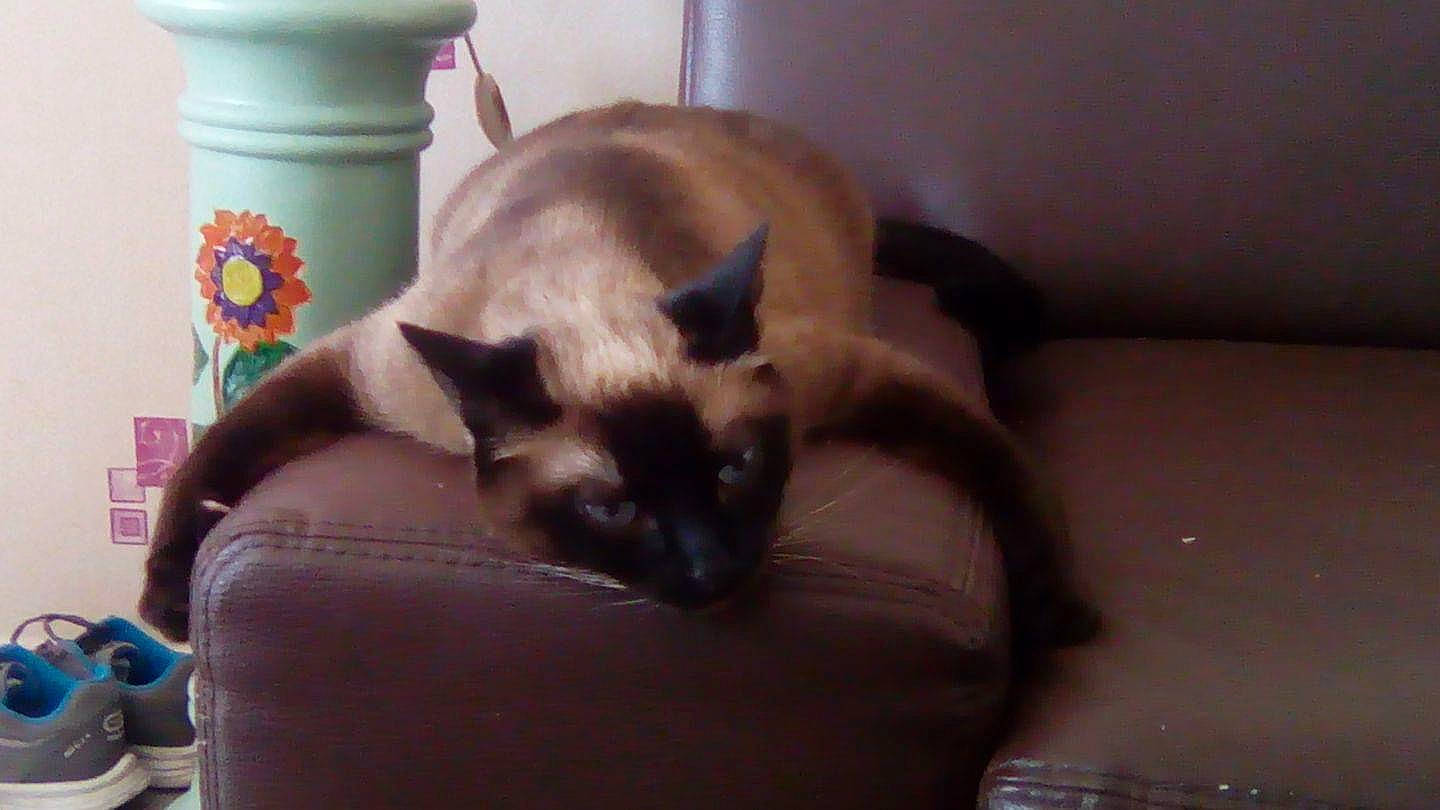 Féline a rejoint le concours — aidez-le/la à gagner de superbes lots ! balinese, birman, carnivore, cat, cat_supply, comfort, companion_dog, dog_breed, felidae, flowerpot, fur, siamese, small_to_medium_sized_cats, tail, terrestrial_animal, thai, tonkinese, whiskers