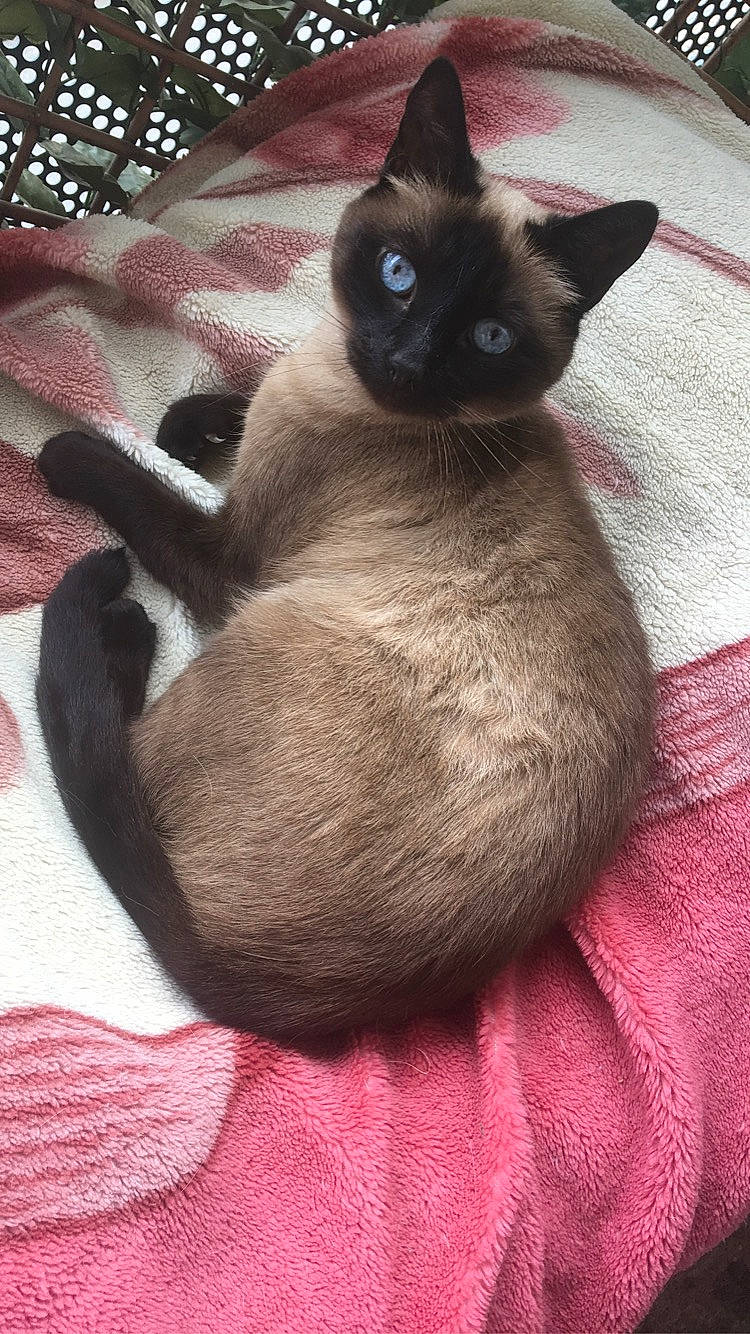 Féline a rejoint le concours — aidez-le/la à gagner de superbes lots ! birman, carnivore, cat, comfort, fawn, felidae, fur, magenta, mammal, siamese, small_to_medium_sized_cats, snout, tail, whiskers