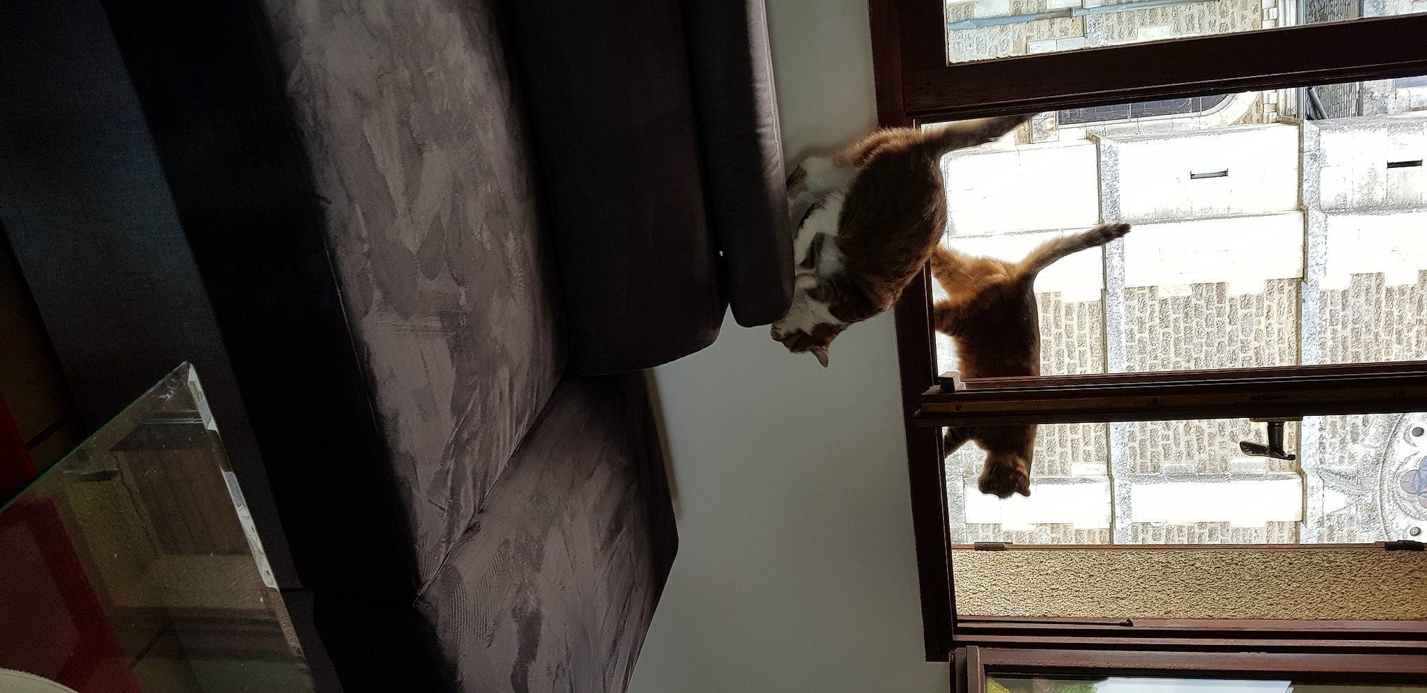 Gallack participe au concours pour gagner de l'argent avec cette photo : carnivore, cat, daylighting, domestic_short_haired_cat, felidae, fixture, fur, grey, home, interior_design, plaster, sash_window, shadow, small_to_medium_sized_cats, snapshot, snout, tail, window_blind, window_covering, window_treatment