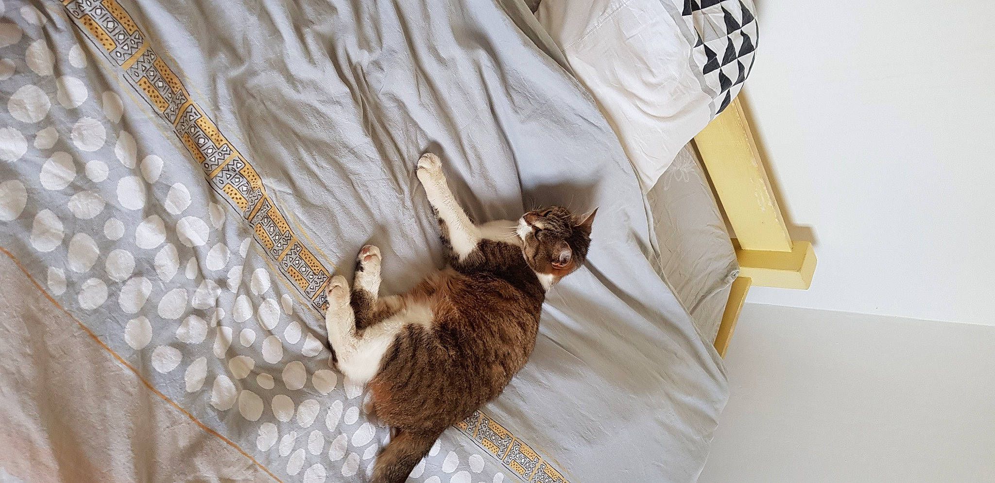 Gallack a rejoint le concours — aidez-le/la à gagner de superbes lots ! bag, beige, carnivore, cat, claw, fawn, felidae, fur, linens, liver, mesh, small_to_medium_sized_cats, tail, terrestrial_animal, throw_pillow, whiskers