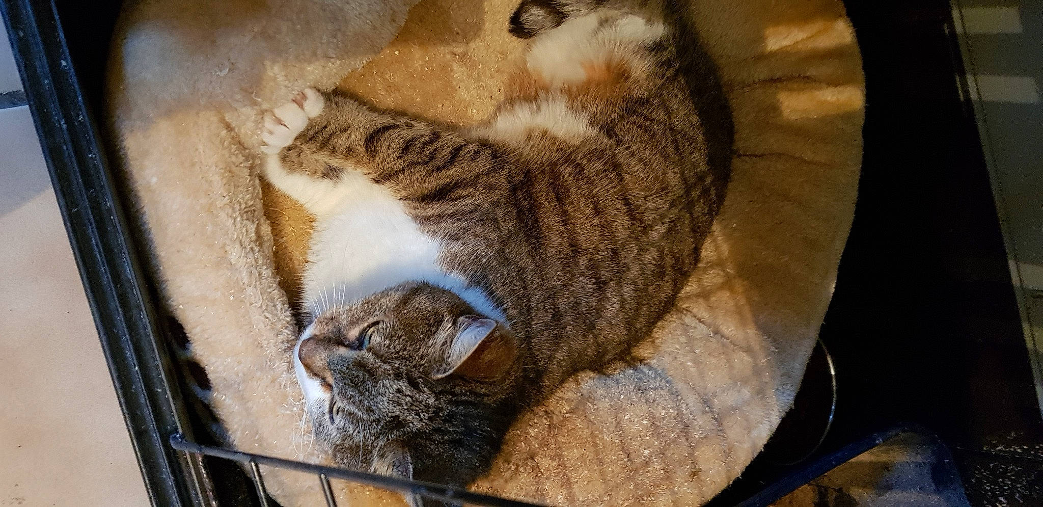 Gallack participe au concours pour gagner de l'argent avec cette photo : animal_shelter, beige, carnivore, cat, cat_supply, comfort, domestic_short_haired_cat, fawn, felidae, fur, pet_supply, small_to_medium_sized_cats, snout, tabby_cat, tail, vertebrate, whiskers