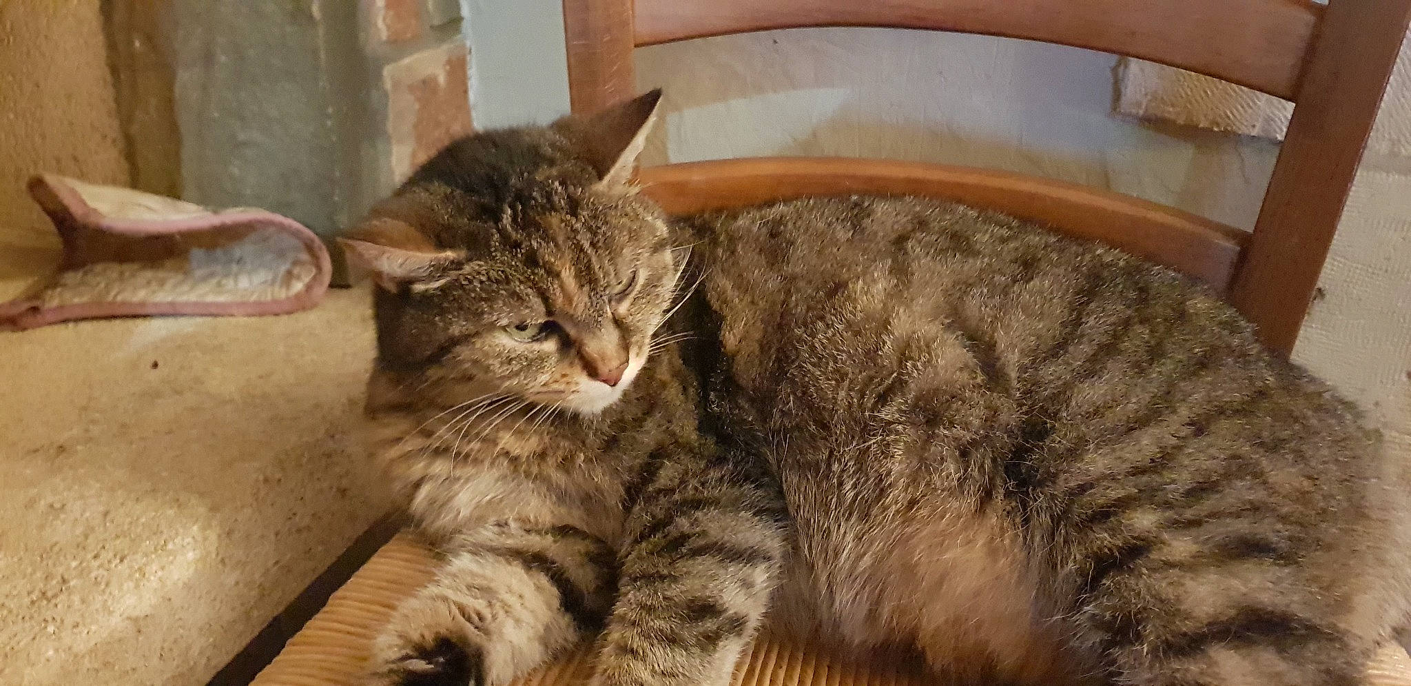 Vanille a rejoint le concours — aidez-le/la à gagner de superbes lots ! carnivore, cat, comfort, domestic_short_haired_cat, felidae, fur, mammal, small_to_medium_sized_cats, tabby_cat, tail, vertebrate, whiskers