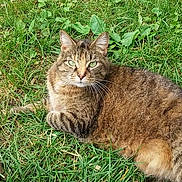 Wanda is registered to the contest to win money with this photo: cat, tabby, animal, grass, greenery, outdoor, pet, fur, whiskers, ears, eyes, nature, mammal, relaxing, lying_down, cute, domestic_cat, leaf, ground, daylight