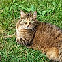 cat, tabby, animal, grass, greenery, outdoor, pet, fur, whiskers, ears, eyes, nature, mammal, relaxing, lying_down, cute, domestic_cat, leaf, ground, daylight