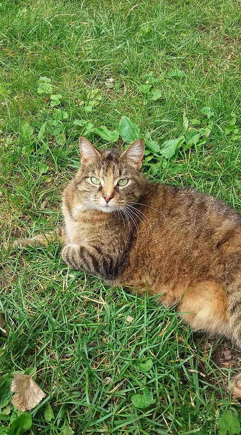 Wanda is registered to the contest to win money with this photo: cat, tabby, animal, grass, greenery, outdoor, pet, fur, whiskers, ears, eyes, nature, mammal, relaxing, lying_down, cute, domestic_cat, leaf, ground, daylight