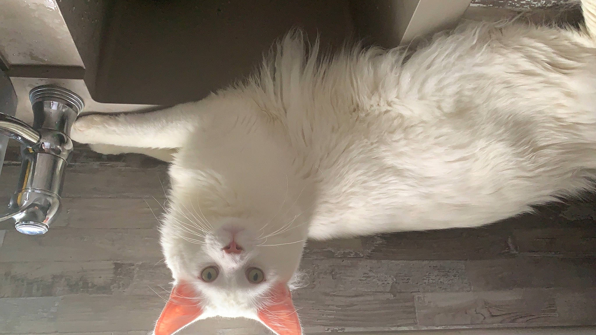 Zizou participe au concours pour gagner de l'argent avec cette photo : canidae, carnivore, cat, claw, comfort, domestic_short_haired_cat, fawn, felidae, flooring, foot, fur, paw, photo_caption, small_to_medium_sized_cats, snout, tail, toe, whiskers