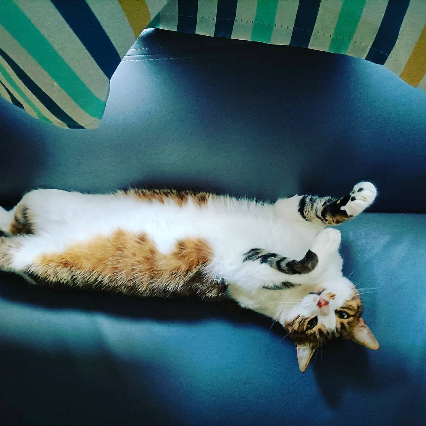 Cacahouète a rejoint le concours — aidez-le/la à gagner de superbes lots ! bedding, carnivore, cat, comfort, couch, domestic_short_haired_cat, felidae, flooring, fur, linens, paw, pillow, room, small_to_medium_sized_cats, snout, tail, textile, tints_and_shades, whiskers, wood