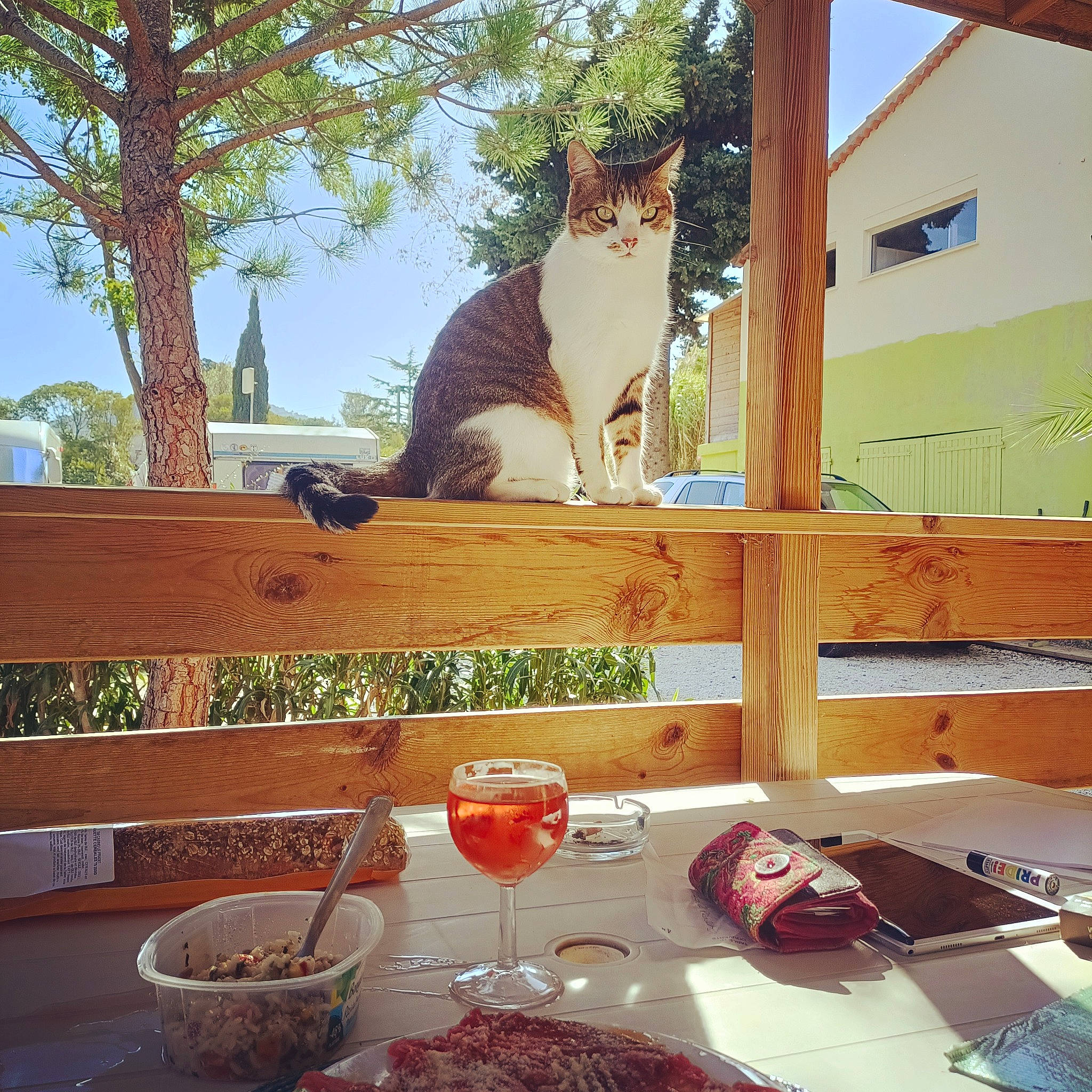 Cacahouète a rejoint le concours — aidez-le/la à gagner de superbes lots ! carnivore, cat, cup, dishware, drinkware, fawn, felidae, food, house, plant, plate, serveware, small_to_medium_sized_cats, table, tableware, tree, whiskers, window, wine_glass, wood