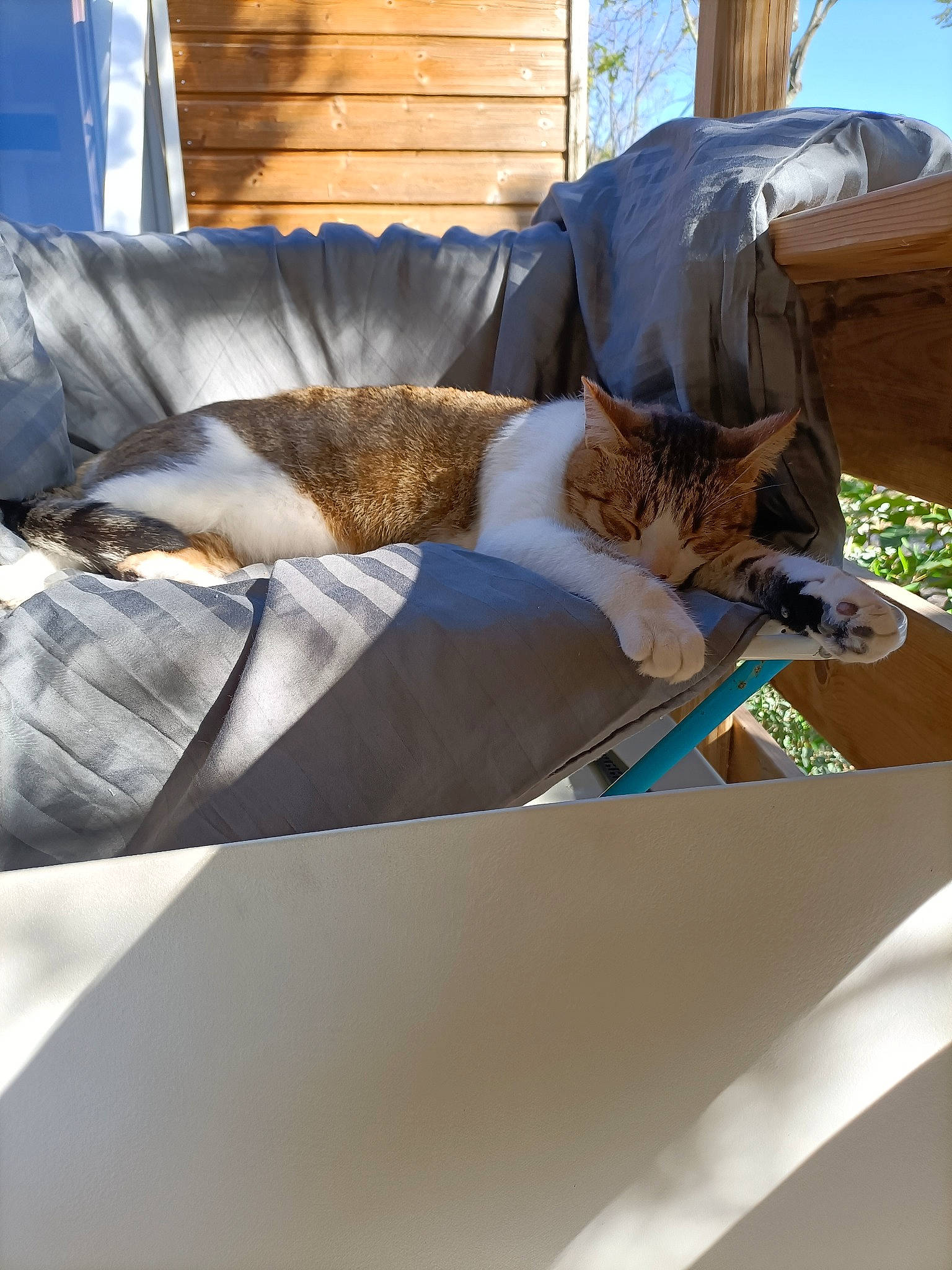 Cacahouète participe au concours pour gagner de l'argent avec cette photo : carnivore, cat, comfort, domestic_short_haired_cat, event, fawn, felidae, fur, grass, leisure, linens, outdoor_furniture, plant, roof, shade, small_to_medium_sized_cats, tail, whiskers, window, wood