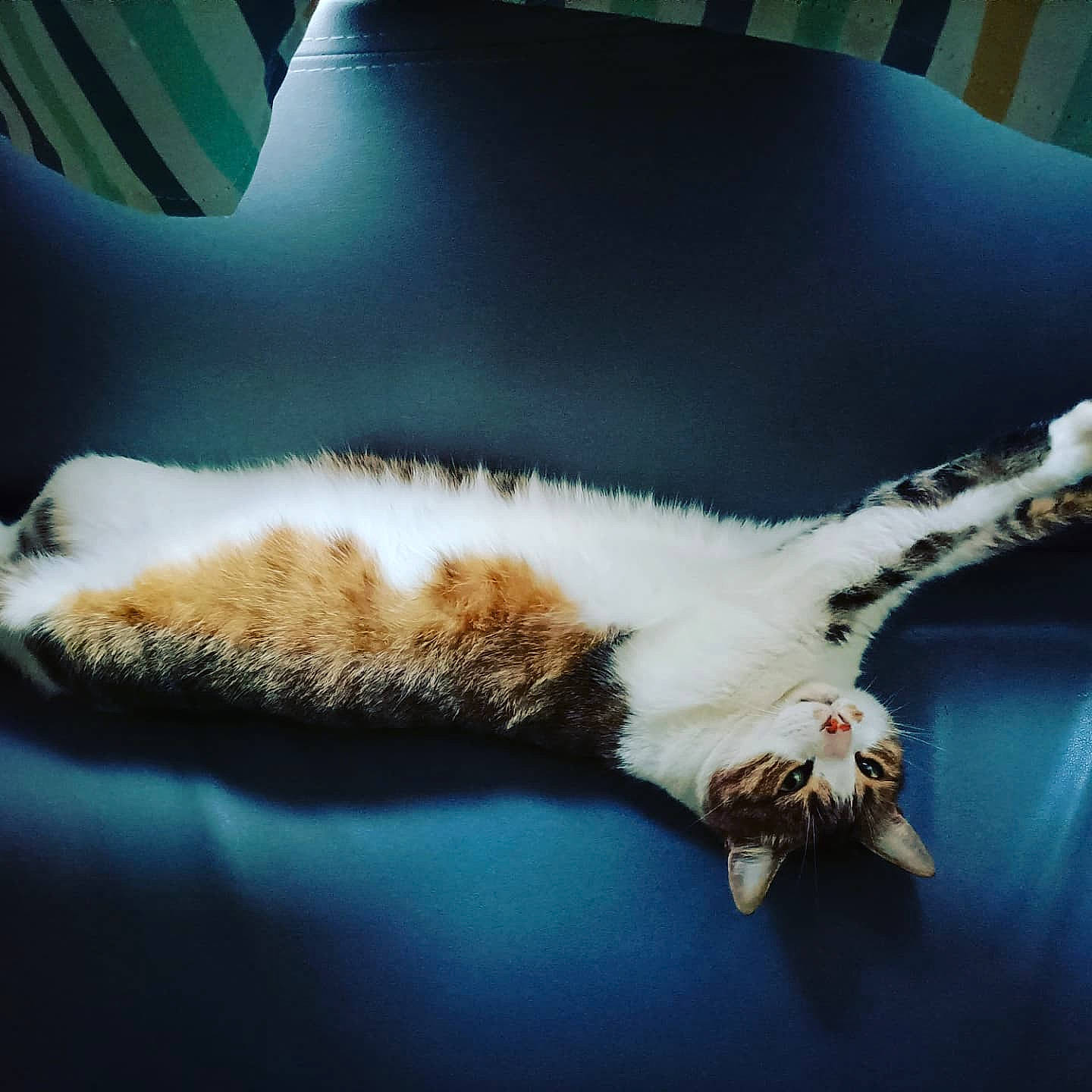 Cacahouète participe au concours pour gagner de l'argent avec cette photo : carnivore, cat, claw, comfort, couch, darkness, domestic_short_haired_cat, felidae, fur, linens, mammal, paw, small_to_medium_sized_cats, snout, tail, tints_and_shades, vertebrate, whiskers, window, wood