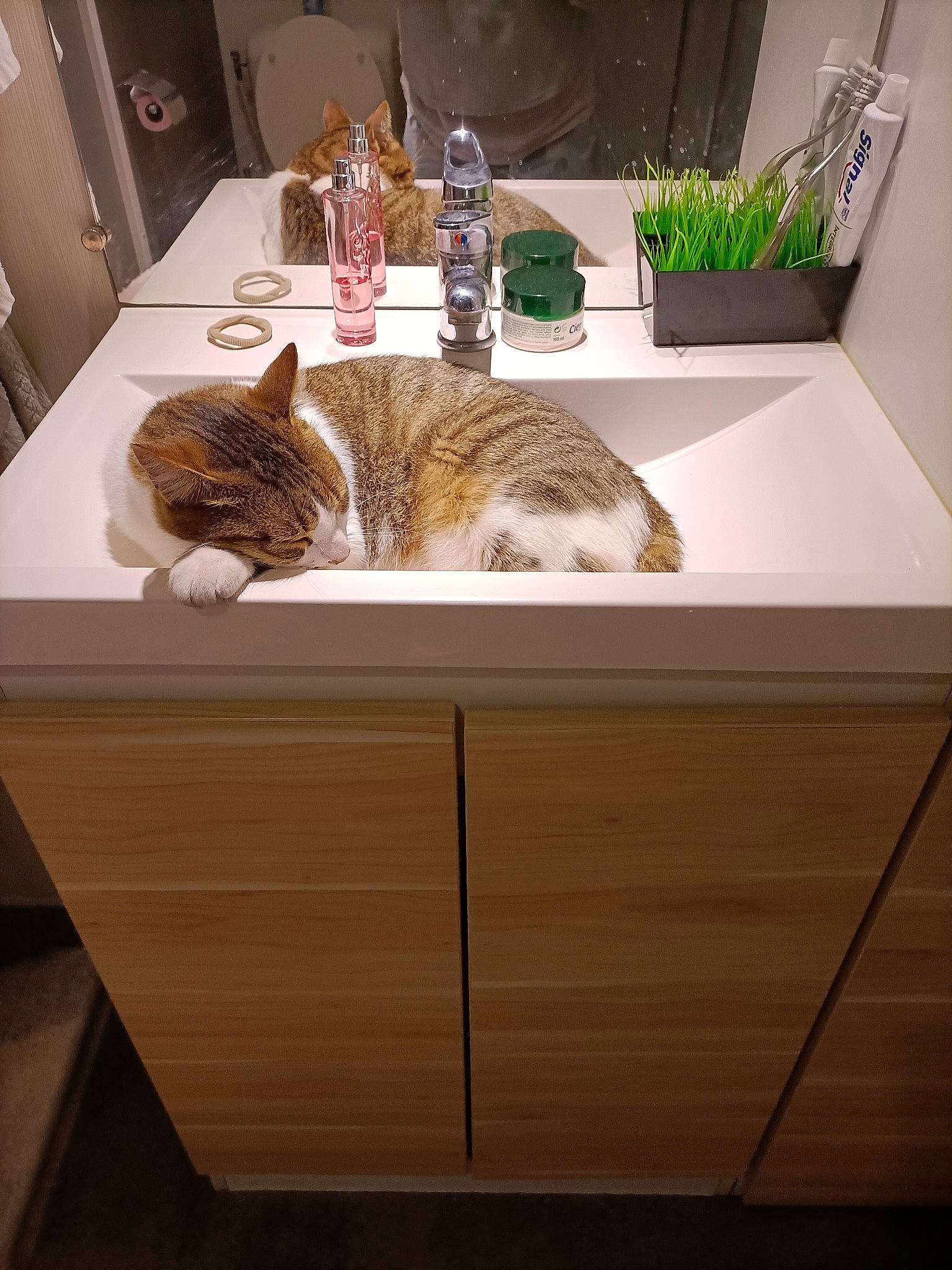 Cacahouète participe au concours pour gagner de l'argent avec cette photo : bathroom, bathroom_cabinet, bathroom_sink, black, carnivore, cat, comfort, felidae, floor, houseplant, interior_design, lighting, plant, plumbing_fixture, sink, small_to_medium_sized_cats, table, tap, whiskers, wood