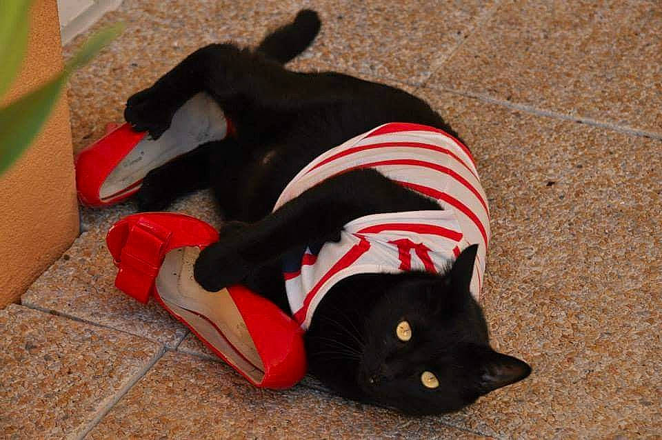 Rocky-balboa participe au concours pour gagner de l'argent avec cette photo : carnivore, cat, comfort, companion_dog, dog, dog_breed, dog_supply, domestic_short_haired_cat, fawn, felidae, fur, grass, pet_supply, small_to_medium_sized_cats, snout, tail, terrestrial_animal, vertebrate, whiskers, working_animal