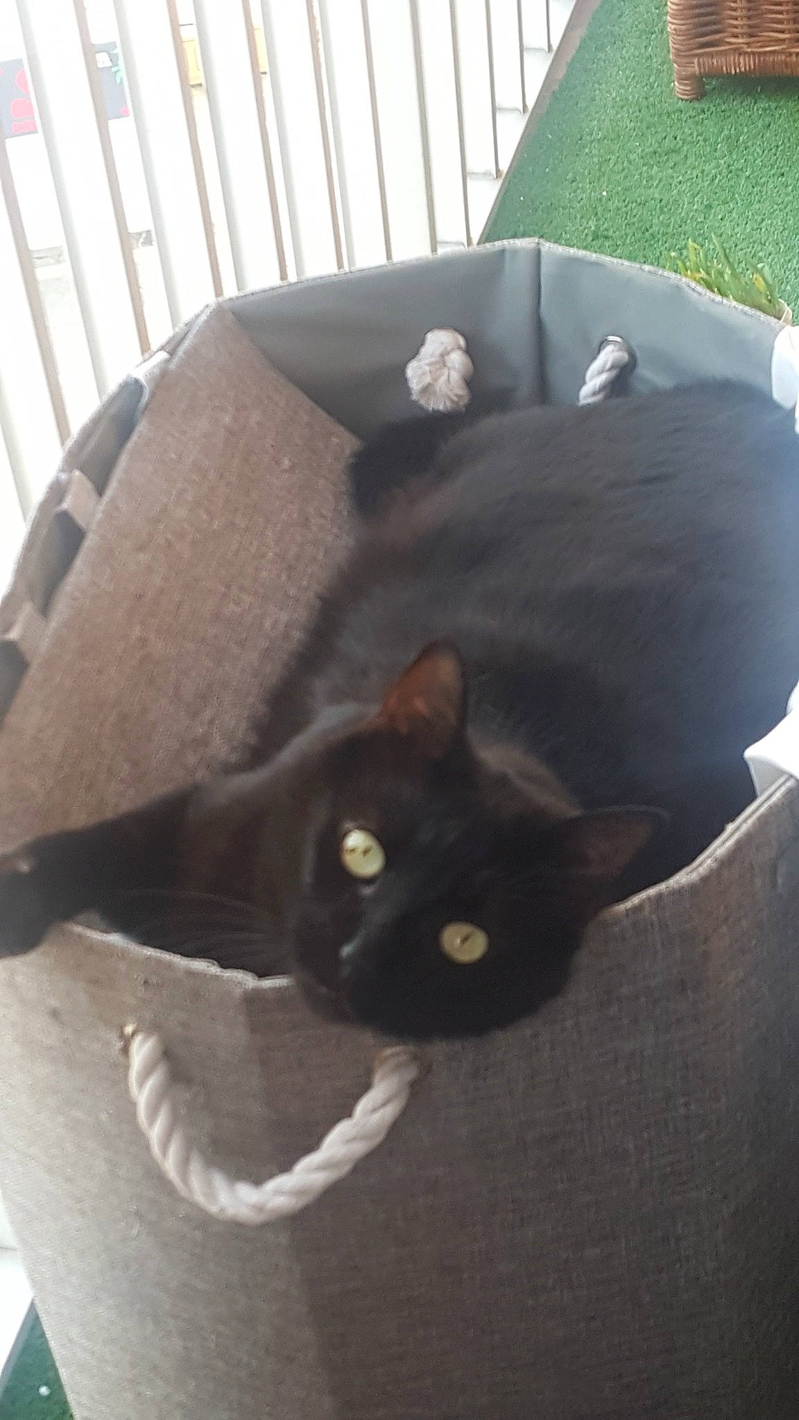 Rocky-balboa participe au concours pour gagner de l'argent avec cette photo : black_cat, bombay, box, carnivore, cat, cat_bed, cat_supply, chair, comfort, couch, domestic_short_haired_cat, felidae, fur, room, small_to_medium_sized_cats, snout, tail, terrestrial_animal, whiskers, wood