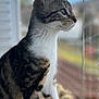 cat, tabby, white_chest, white_paws, window, curious, looking_outside, indoor, blurred_background, yellow_blanket, fur_pattern, pet, animal, whiskers, side_profile, soft_light, domestic_cat, sitting, closeup, focused