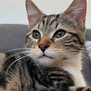 Pearl a rejoint le concours — aidez-le/la à gagner de superbes lots ! cat, tabby_cat, close_up, whiskers, fur, ears, eyes, pet, animal, indoor, relaxed, cute, mammal, portrait, feline, laying, soft_surface, background, attention, curious