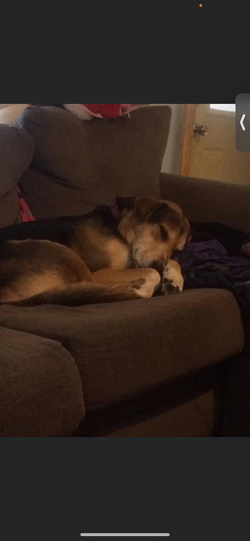 Zero joined the competition — help win amazing prizes! canidae, carnivore, cloud, comfort, companion_dog, couch, dog, dog_breed, fawn, felidae, fur, hardwood, paw, puppy_love, sky, snout, sporting_group, tail, toy_dog, working_animal