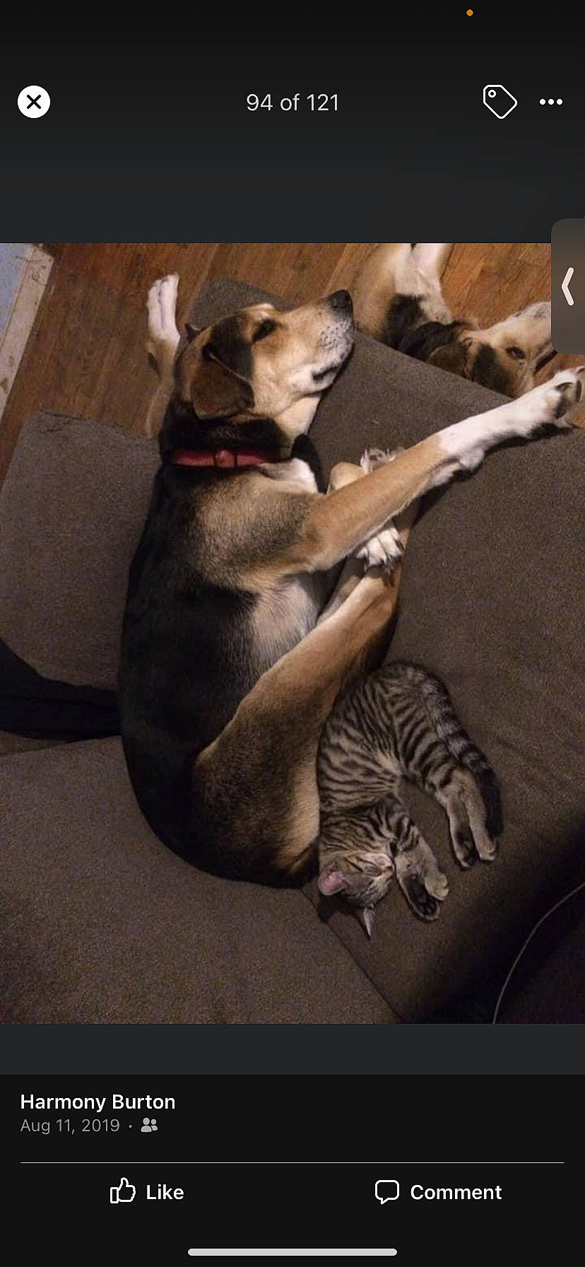 Zero joined the competition — help win amazing prizes! carnivore, comfort, companion_dog, couch, dog, dog_breed, dog_supply, domestic_short_haired_cat, fawn, felidae, fur, paw, room, small_to_medium_sized_cats, tail, terrestrial_animal, whiskers, working_animal