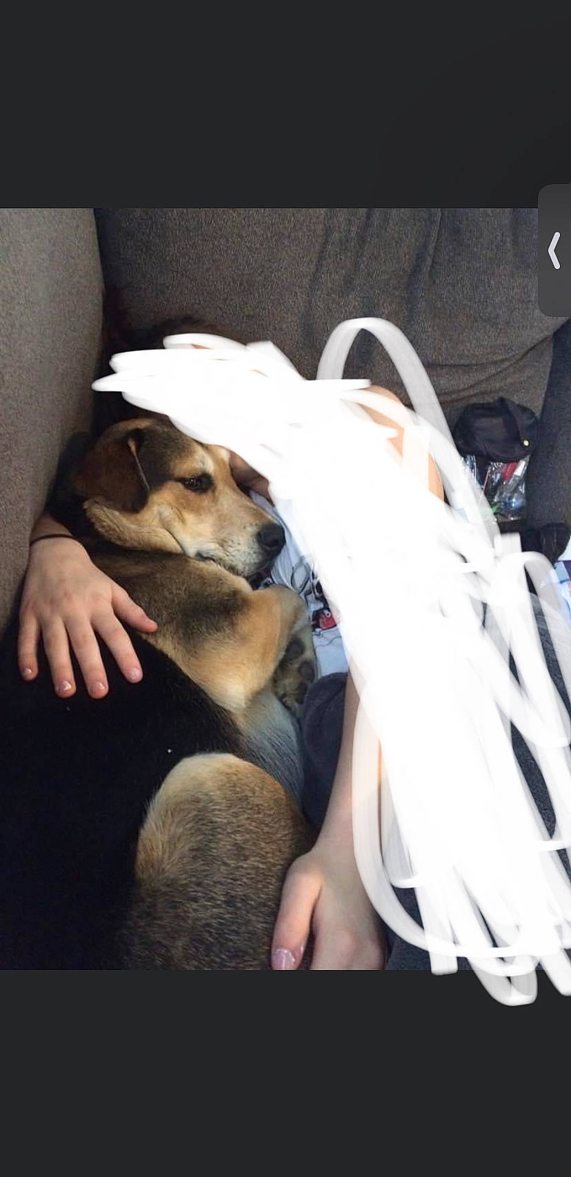 Zero is registered to the contest to win money with this photo: canidae, carnivore, comfort, companion_dog, dog, dog_breed, eyewear, fawn, flooring, fur, gesture, linens, paw, sitting, sporting_group, toy_dog, vehicle_door