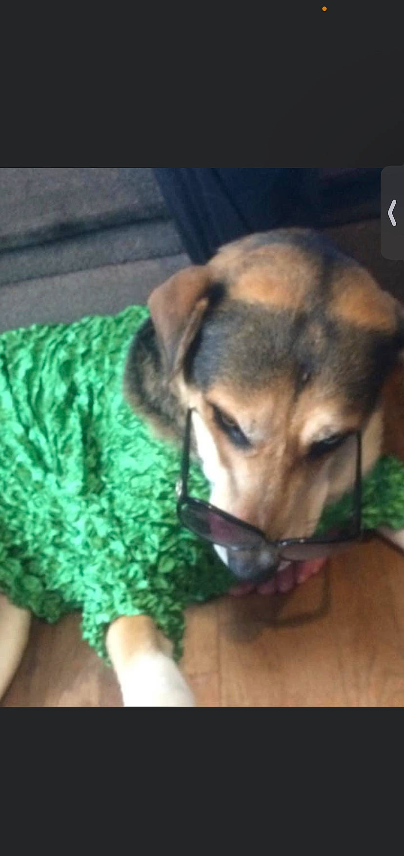 Zero joined the competition — help win amazing prizes! canidae, carnivore, companion_dog, dog, dog_breed, dog_clothes, dog_supply, electric_blue, fawn, fur, paw, sleeve, snout, sporting_group, tail, terrestrial_animal, toy_dog, whiskers, wool, working_dog