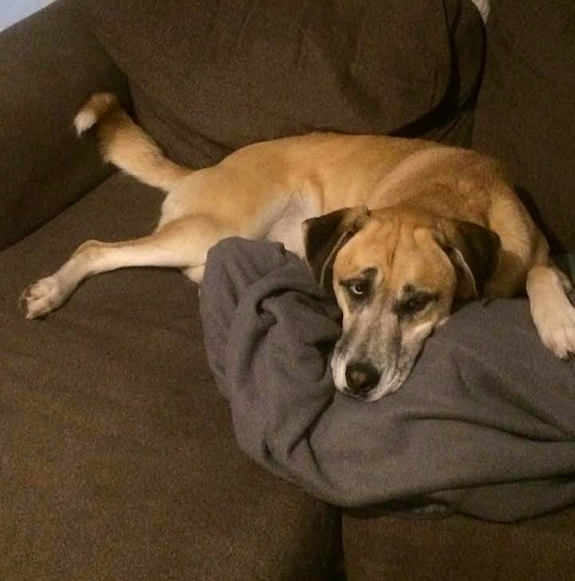 Scraps is registered to the contest to win money with this photo: bored, carnivore, comfort, companion_dog, dog, dog_breed, dog_supply, flooring, hardwood, paw, pet_supply, tail, working_animal