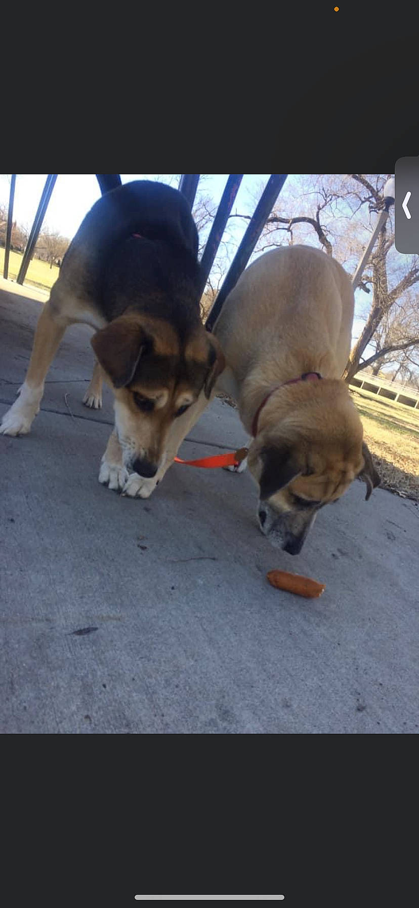 Scraps is registered to the contest to win money with this photo: canidae, carnivore, collar, comfort, companion_dog, dog, dog_breed, fawn, fur, paw, pet_supply, sky, snout, sporting_group, tail, terrestrial_animal, watch, working_animal, working_dog