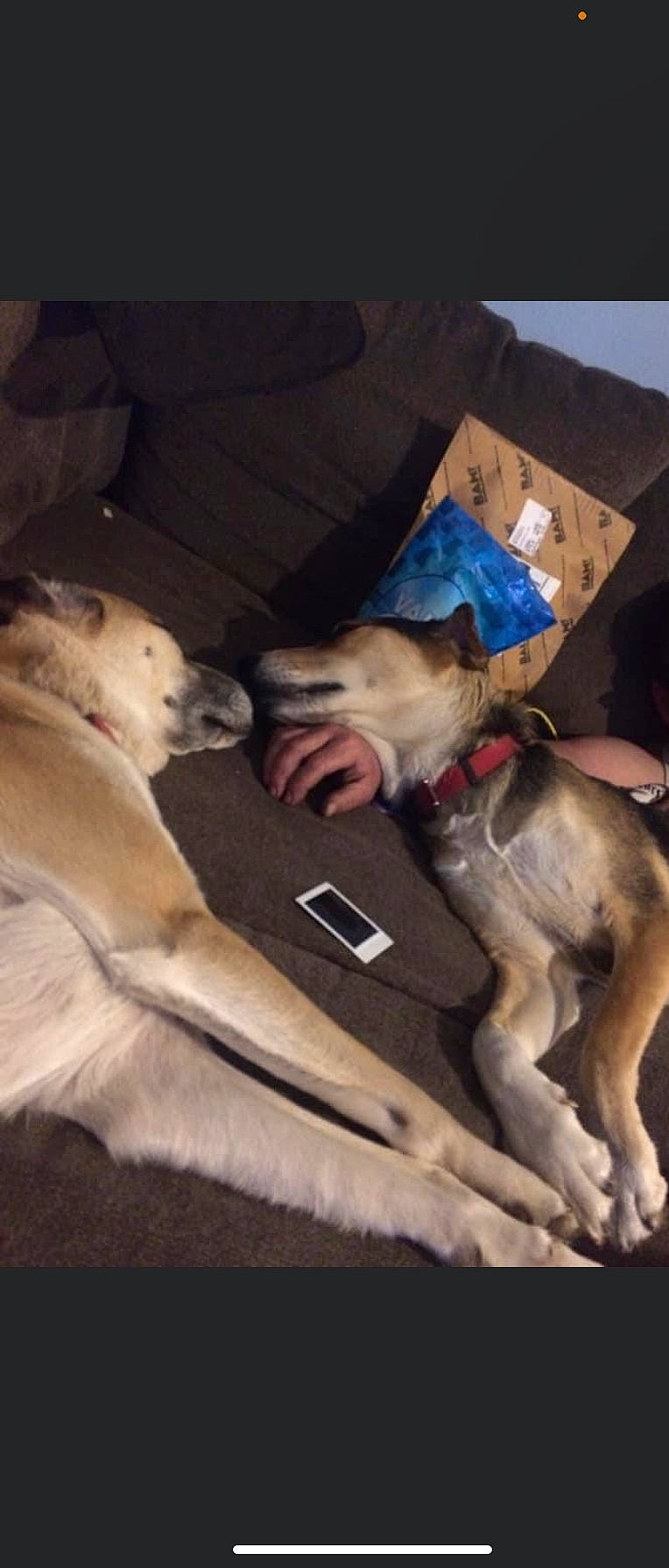 Scraps joined the competition — help win amazing prizes! carnivore, comfort, companion_dog, couch, dog, dog_breed, fawn, guard_dog, human_leg, lap, mammal, nap, paw, puppy, puppy_love, sighthound, snout, sporting_group, vertebrate, working_animal