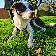 Sky is registered to the contest to win money with this photo: blue_eye, border_collie, close_up, daylight, dog, fallen_leaves, fur, grass, greenery, harness, leash, lying_down, nose, outdoor, park, person_legs, pet, portrait, sunlight, trees