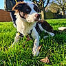 Sky is registered to the contest to win money with this photo: blue_eye, border_collie, close_up, daylight, dog, fallen_leaves, fur, grass, greenery, harness, leash, lying_down, nose, outdoor, park, person_legs, pet, portrait, sunlight, trees