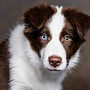 Sky is registered to the contest to win money with this photo: dog, puppy, pet, portrait, close_up, blue_eye, brown_eye, heterochromia, fur, whiskers, nose, attentive, studio_lighting, neutral_background, head_tilt, fluffy, brown_and_white, muzzle, ears, gaze