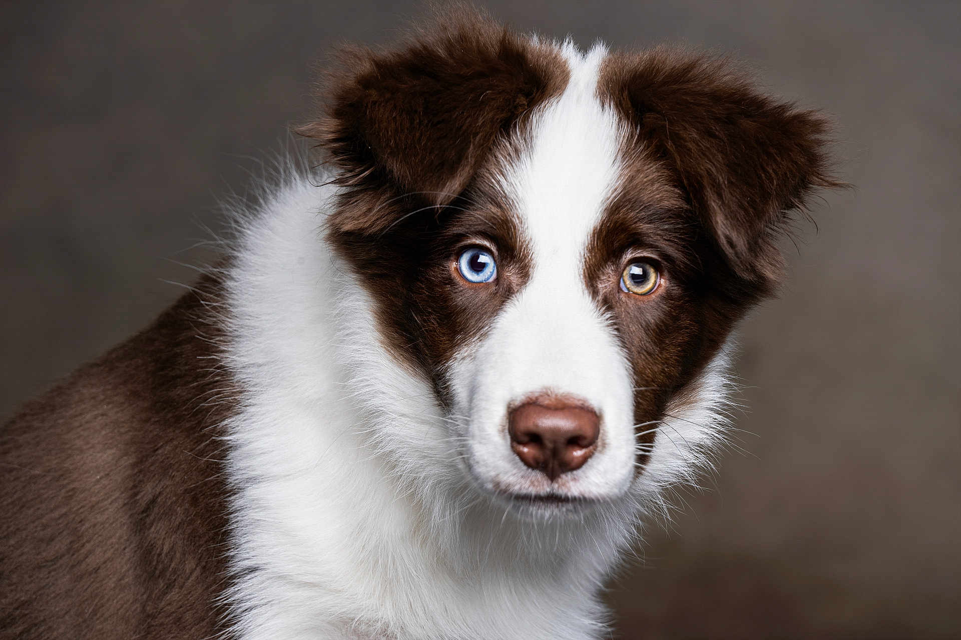 Sky is registered to the contest to win money with this photo: dog, puppy, pet, portrait, close_up, blue_eye, brown_eye, heterochromia, fur, whiskers, nose, attentive, studio_lighting, neutral_background, head_tilt, fluffy, brown_and_white, muzzle, ears, gaze