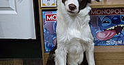 Sky joined the competition — help win amazing prizes! blue_eye, border_collie, boxes, brown_and_white_fur, collectibles, dog, door, funko_pop, heterochromia, indoor, leash, monopoly, pet, portrait, shelf, sitting, stitch, tilted_head, toys, wooden_floor