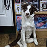 Sky joined the competition — help win amazing prizes! blue_eye, border_collie, boxes, brown_and_white_fur, collectibles, dog, door, funko_pop, heterochromia, indoor, leash, monopoly, pet, portrait, shelf, sitting, stitch, tilted_head, toys, wooden_floor