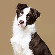 Sky joined the competition — help win amazing prizes! animal, background, black_and_white, border_collie, cute, dog, ears, expression, eyes, face, fluffy, fur, heterochromia, isolated, mammal, pet, portrait, puppy, studio, tongue_out