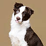 Sky joined the competition — help win amazing prizes! animal, background, black_and_white, border_collie, cute, dog, ears, expression, eyes, face, fluffy, fur, heterochromia, isolated, mammal, pet, portrait, puppy, studio, tongue_out