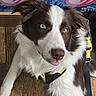 Sky is registered to the contest to win money with this photo: animal, background_art, blue_eye, border_collie, brown_eye, cartoon, closeup, colorful, cute, dog, expression, fur, harness, heterochromia, indoor, pet, playful, portrait, tongue_out, wooden_floor